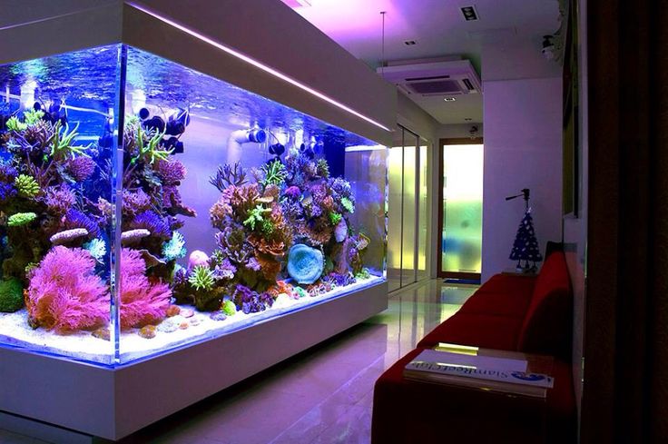 Fish Aquarium Tank