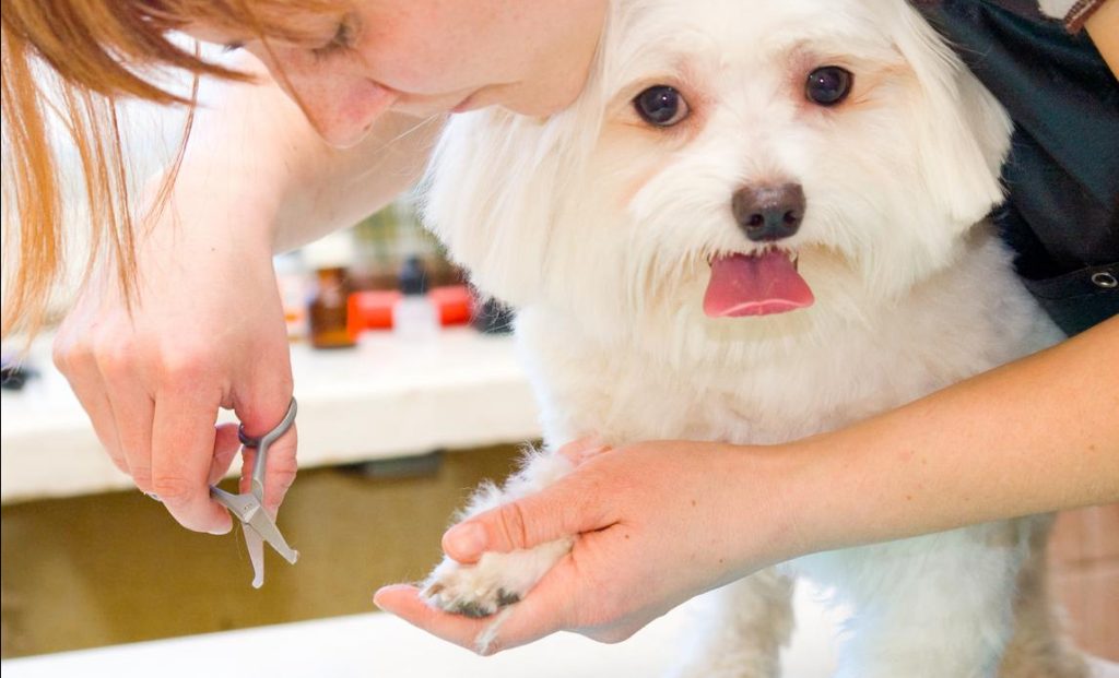 Pet Grooming Services